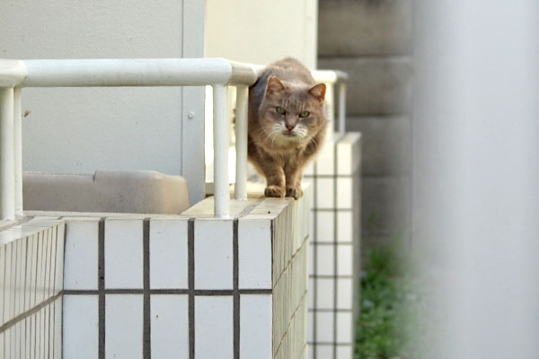 奥からグリ