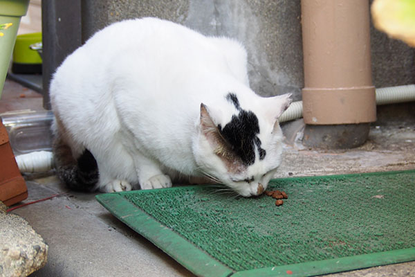 オーロラ　食べる