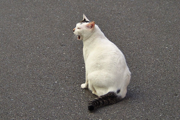 道路に出た　オーロラ