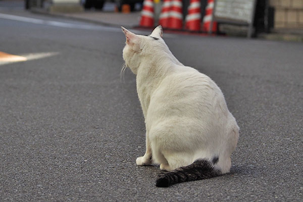 道路に出た　オーロラ　背中