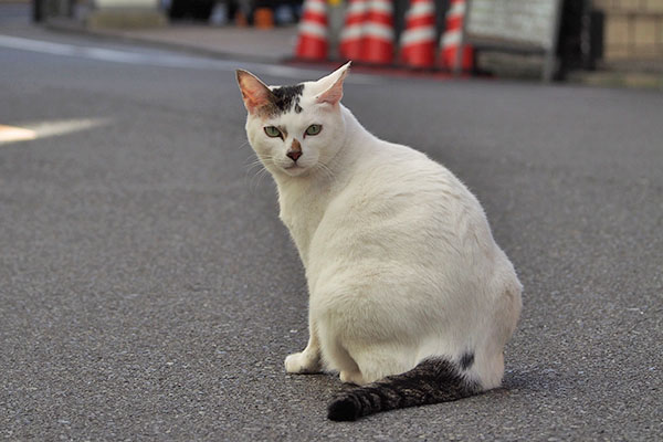 道路に出た　オーロラ　振り向く