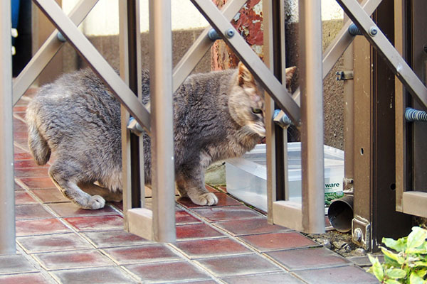 水を飲む　シピ２