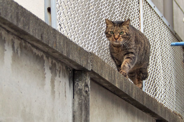 シマヲ　塀の上