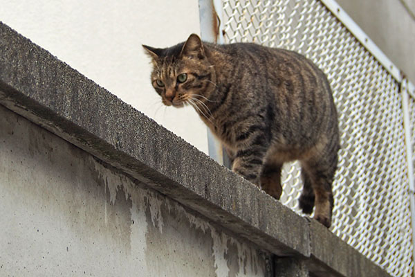 シマヲ　塀の上下確認