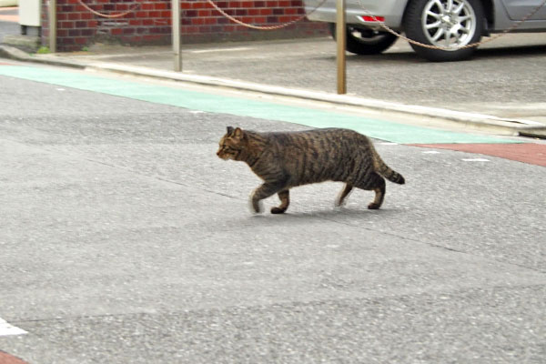 シマヲ　道路を渡る