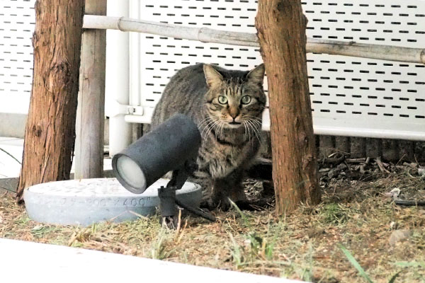 シマヲ　見られてる