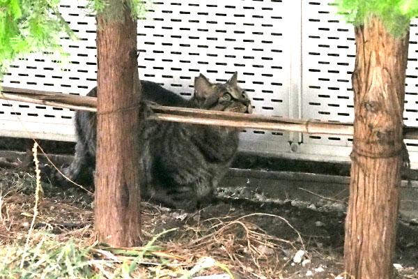 鳥か　シマヲ