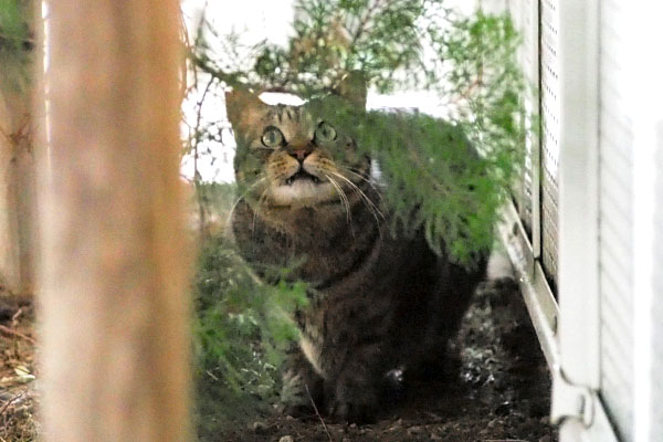 鳥が気になる　シマヲ