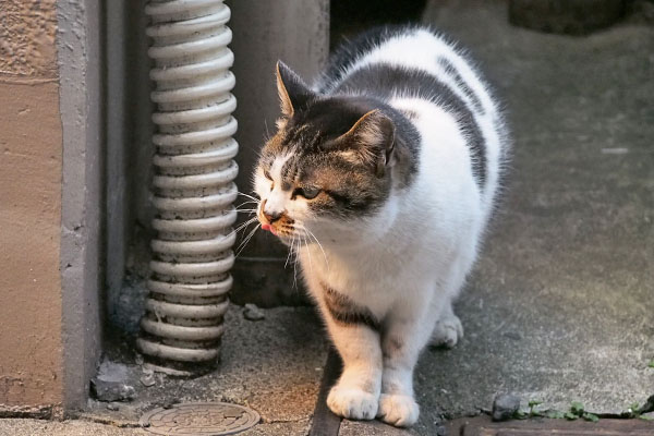 シブい顔しぐれ