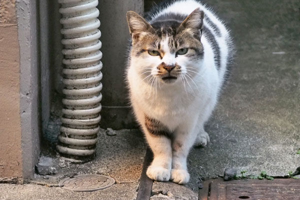 鳴くしぐれ