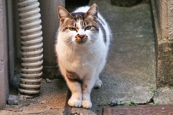 鳴き止まないしぐれ