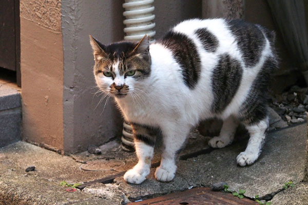 右から　しぐれ