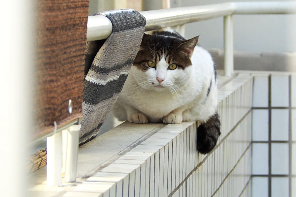 ルーフ　前　居なくなれ