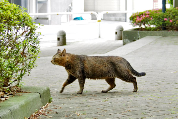 アビ　首を伸ばして歩く