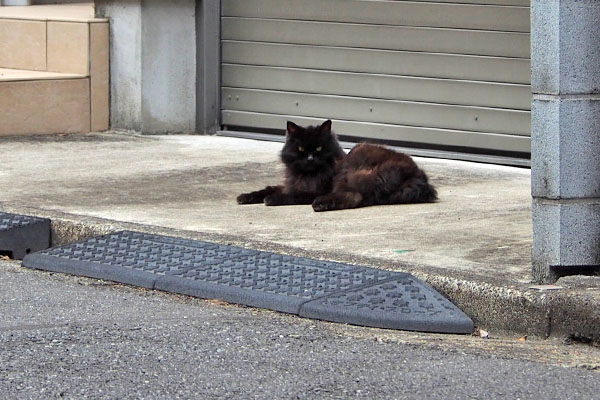 お隣に　ハリマ