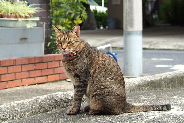 ごちにゃ　らい太