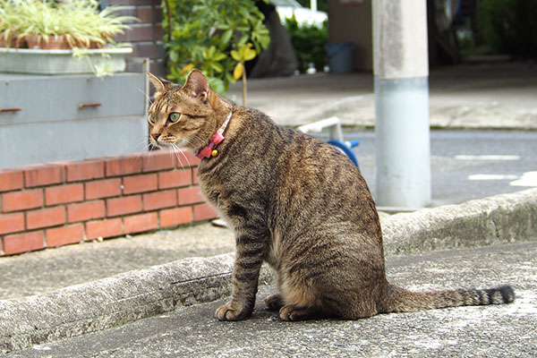 あっちはどうか　らい太