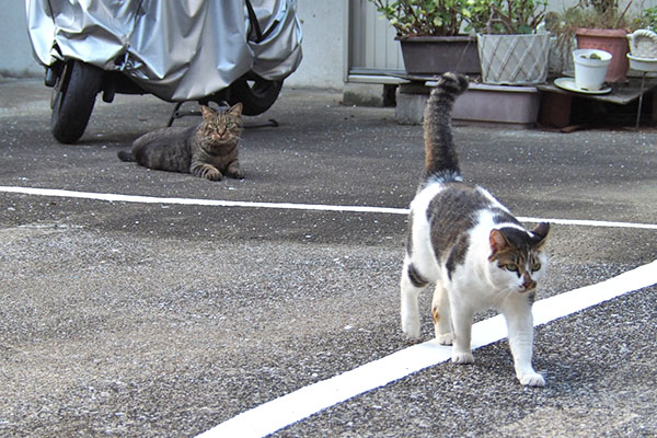 出迎えるセイの後ろにシマヲ