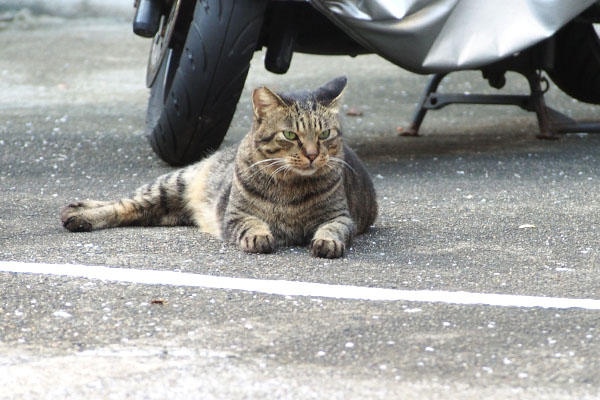 怖い顔のシマヲ