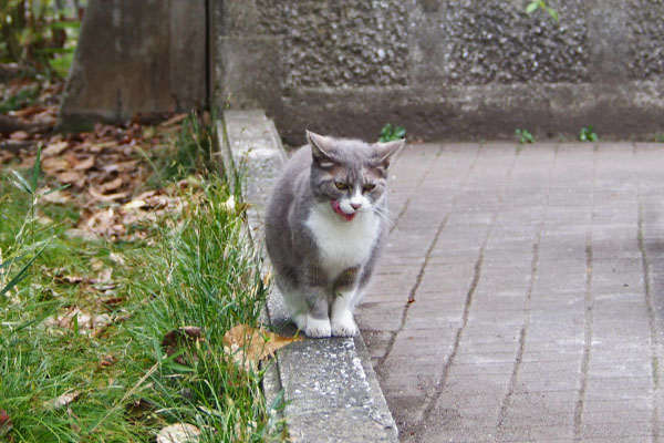 レックス　食べ終わった