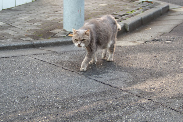 グリ　接近