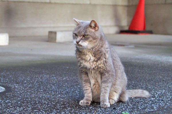 ワシやぞ　グリ