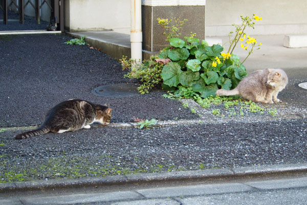 食べてる　グリとアシメ